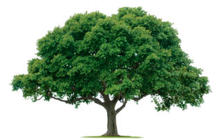 Picture of a spreading tree